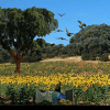 Tirada de palomas