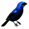 Crystal Bird