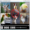 Animals Sounds with Videos