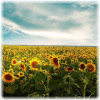 Jigsaw Puzzle Nature HD