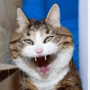 Find Hidden Cat - Angriest game ever