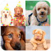 Dogs of Puzzles: Free Sliding Puzzle Game