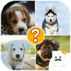 Guess Dogs Breed on photos加速器