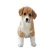 Puppy Crush Saga