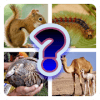 Animal Discovery Quiz加速器