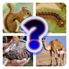 Animal Discovery Quiz