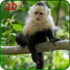 Monkey Simulator 3D加速器