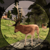 Deer Target Shooting Safari Hunting