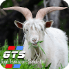 Goat Transport Simulator Play games 2019