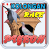 Kolongan Pigeon Race加速器