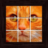 Cats Puzzles - 101 pictures加速器