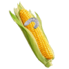 Maize Pests and Diseases