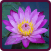 Blomst quiz