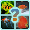 GUESS THE AQUARIUM FISH?加速器