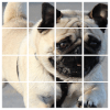 Pugs PicturesThe Cute Pug Puzzle Game