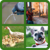 Detail Quiz