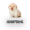 Adoptame