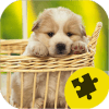 Puppy Dogs Jigsaw Puzzles加速器