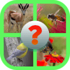 4 Pics 1 Word Animals加速器