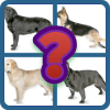 Dog Quiz The popular dog breeds in the world