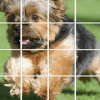 Puppies Yorkshire PicturesDog Animal Puzzle Game