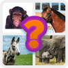 Animal universe  guess the animal