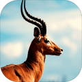 2016AsianDeerHuntingPlayPerfectShootingPr