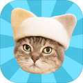 WallpaperCatsHairHats