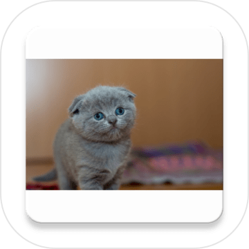 Kittygame加速器