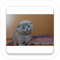Kittygame