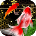 SakuraGoldfishing