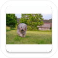 GameDogfunny
