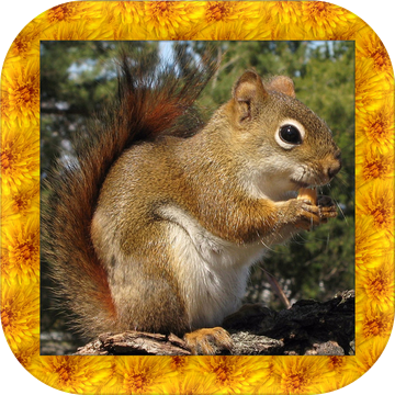 SquirrelSimulator3D加速器