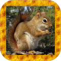 SquirrelSimulator3D