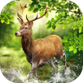 HuntingClash