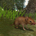 真实老鼠生存加速器