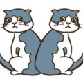 猫的错误加速器