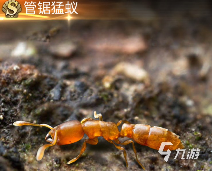 小小蚁国最新蚂蚁种类介绍 最新蚂蚁种类实力盘点