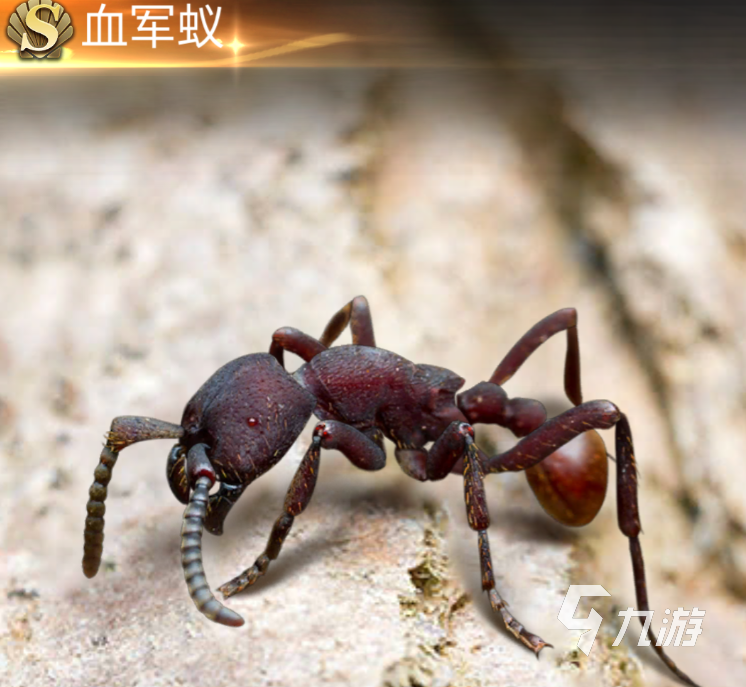 小小蚁国最新蚂蚁种类介绍 最新蚂蚁种类实力盘点