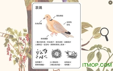 小棕鼠的自然生态截图1
