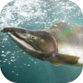 MyAquarium
