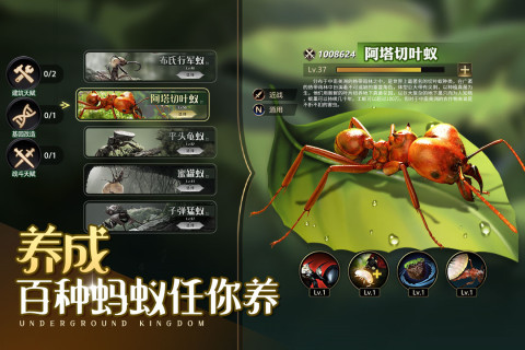 小小蚁国真实蚂蚁世界截图3