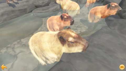 Capybara Spa截图3