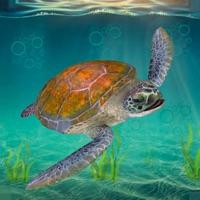 海龟生存模拟器加速器