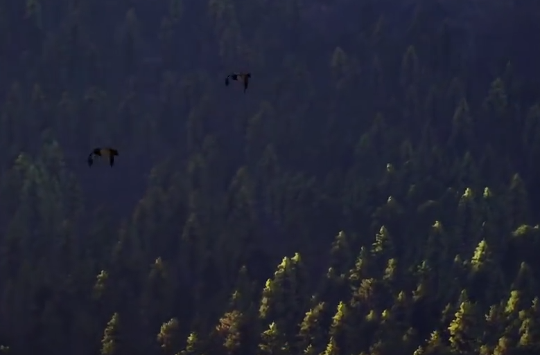 猎人之路可以钓鱼吗 猎人之路玩法介绍截图