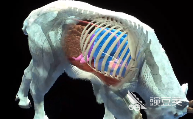 猎人之路野山羊位置在哪 猎人之路野山羊捕捉攻略