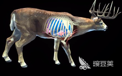 獵人之路白尾鹿在哪兒找 獵人之路白尾鹿找尋攻略