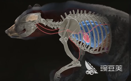 獵人之路怎么打熊 獵人之路打熊方法說明