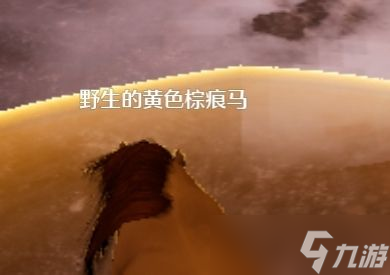 《诺亚之心》抓马选马攻略介绍