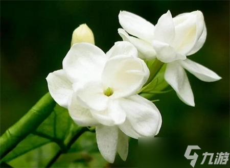 陰陽(yáng)師以下哪種花是夏季開(kāi)放的花